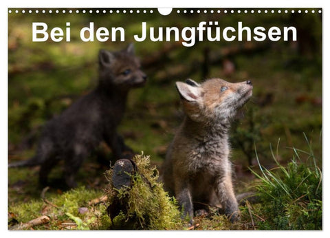Bei den Jungfüchsen (Wandkalender 2026 DIN A3 quer), CALVENDO Monatskalender