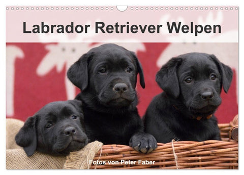 Labrador Retriever Welpen (Wandkalender 2027 DIN A3 quer), CALVENDO Monatskalender
