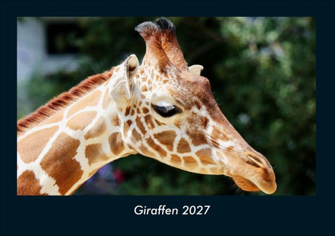 Giraffen 2027 Fotokalender DIN A4