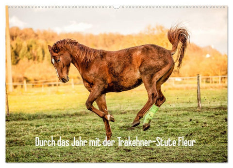 Durch das Jahr mit der Trakehner-Stute Fleur (Wandkalender 2026 DIN A2 quer), CALVENDO Monatskalender
