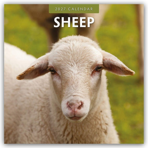 Sheep – Schafe 2027 – 16-Monatskalender