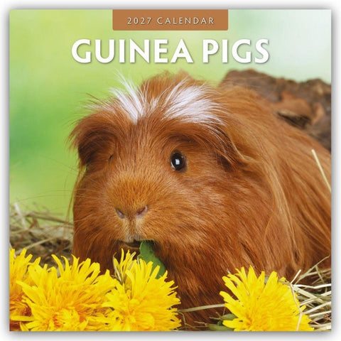 Guinea Pigs – Meerschweinchen 2027 – 16-Monatskalender