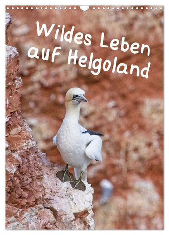 Wildes Leben auf Helgoland (Wandkalender 2027 DIN A3 hoch), CALVENDO Monatskalender