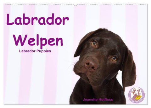 Labrador Welpen - Labrador Puppies (Wandkalender 2026 DIN A2 quer), CALVENDO Monatskalender