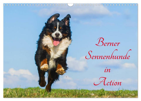 Berner Sennenhunde in Action (Wandkalender 2026 DIN A3 quer), CALVENDO Monatskalender