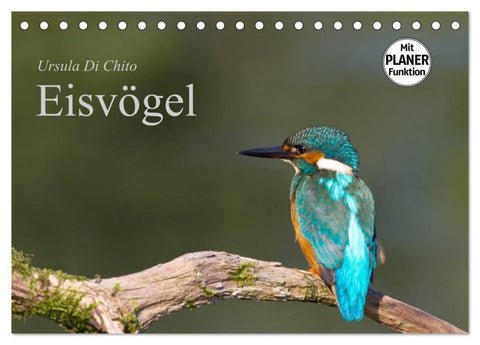 Eisvögel (Tischkalender 2026 DIN A5 quer), CALVENDO Monatskalender