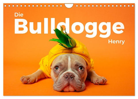 Die Bulldogge Henry (Wandkalender 2027 DIN A4 quer), CALVENDO Monatskalender