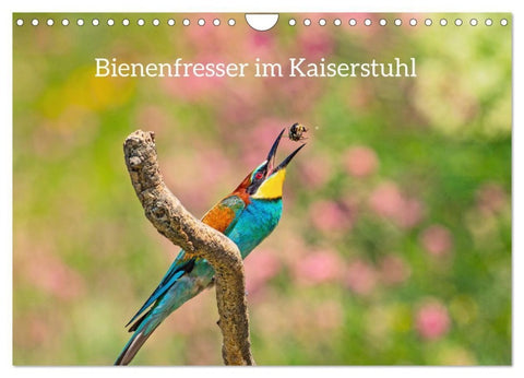 Bienenfresser im Kaiserstuhl (Wandkalender 2027 DIN A4 quer), CALVENDO Monatskalender