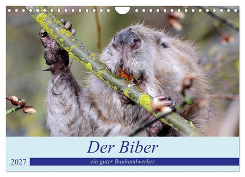 Der Biber, ein guter Bauhandwerker (Wandkalender 2027 DIN A4 quer), CALVENDO Monatskalender