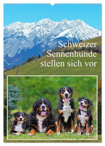 Schweizer Sennenhunde stellen sich vor (Wandkalender 2026 DIN A2 hoch), CALVENDO Monatskalender