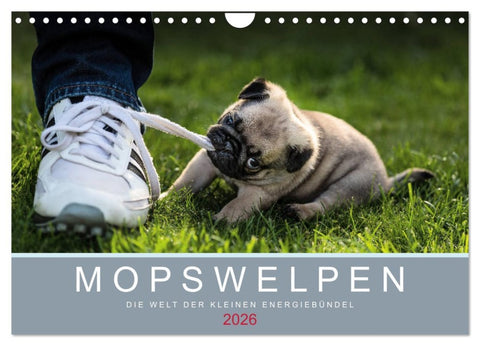 Mopswelpen (Wandkalender 2026 DIN A4 quer), CALVENDO Monatskalender