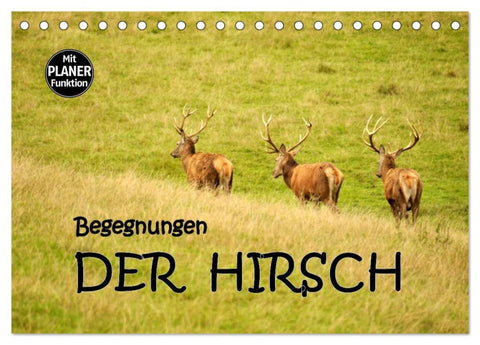 Begegnungen. DER HIRSCH (Tischkalender 2026 DIN A5 quer), CALVENDO Monatskalender