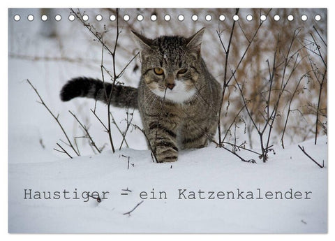 Haustiger - Ein Katzenkalender (Tischkalender 2027 DIN A5 quer), CALVENDO Monatskalender