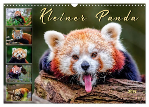 Kleiner Panda (Wandkalender 2027 DIN A3 quer), CALVENDO Monatskalender