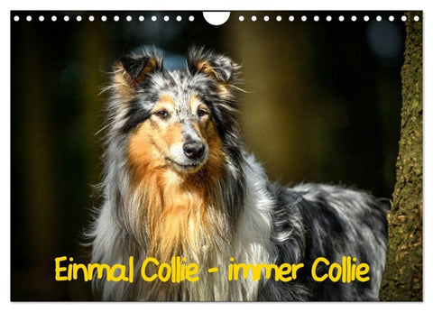 Einmal Collie - immer Collie (Wandkalender 2027 DIN A4 quer), CALVENDO Monatskalender