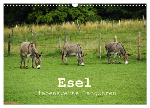 Esel - liebenswerte Langohren (Wandkalender 2027 DIN A3 quer), CALVENDO Monatskalender