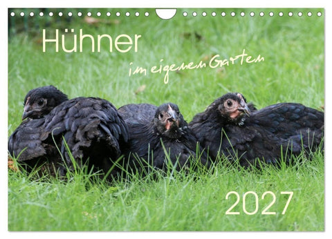 Hühner im eigenen Garten (Wandkalender 2027 DIN A4 quer), CALVENDO Monatskalender