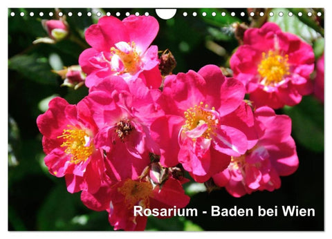 Baden bei Wien - Rosarium (Wandkalender 2026 DIN A4 quer), CALVENDO Monatskalender