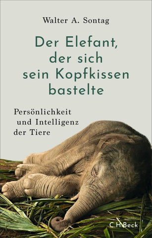 Der Elefant, der sich sein Kopfkissen bastelte