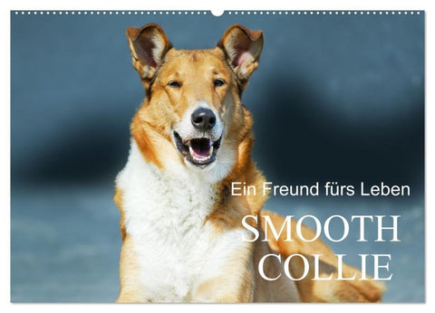 Ein Freund fürs Leben - Smooth Collie (Wandkalender 2027 DIN A2 quer), CALVENDO Monatskalender