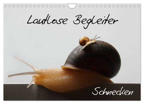 Lautlose Begleiter - Schnecken (Wandkalender 2026 DIN A4 quer), CALVENDO Monatskalender