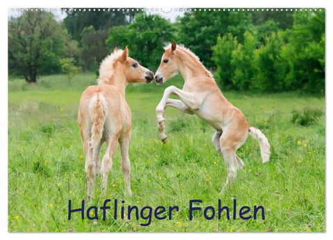 Haflinger Fohlen (Wandkalender 2027 DIN A2 quer), CALVENDO Monatskalender