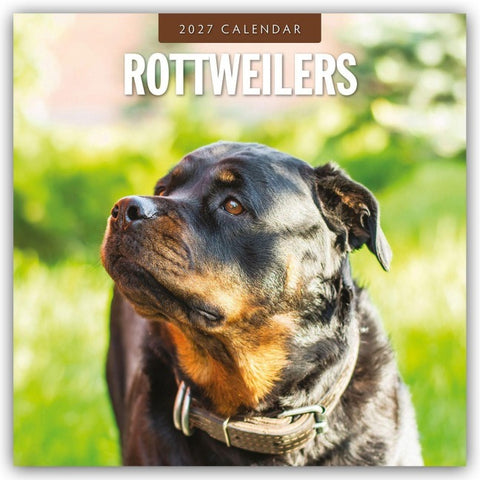 Rottweilers – Rottweiler 2027 – 16-Monatskalender