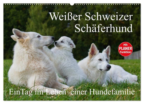 Weißer Schweizer Schäferhund - Ein Tag im Leben einer Hundefamilie (Wandkalender 2027 DIN A2 quer), CALVENDO Monatskalender