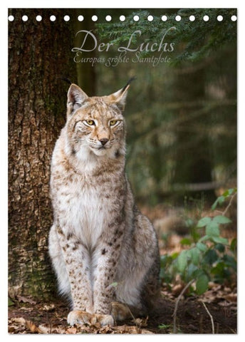 Der Luchs - Europas größte Samtpfote (Tischkalender 2026 DIN A5 hoch), CALVENDO Monatskalender