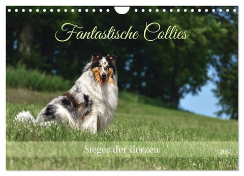 Fantastische Collies - Sieger der Herzen (Wandkalender 2027 DIN A4 quer), CALVENDO Monatskalender
