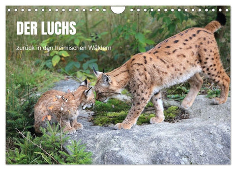 Der Luchs, zurück in den heimischen Wäldern (Wandkalender 2027 DIN A4 quer), CALVENDO Monatskalender