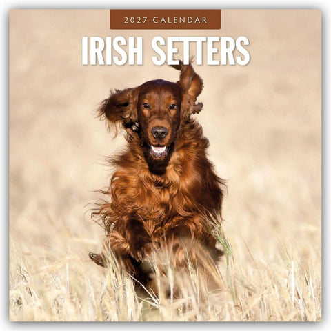 Irish Setters – Irischer Setter 2027 – 16-Monatskalender