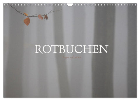 Rotbuchen (Wandkalender 2026 DIN A3 quer), CALVENDO Monatskalender