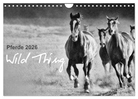Pferde 2026 Wild Thing (Wandkalender 2026 DIN A4 quer), CALVENDO Monatskalender