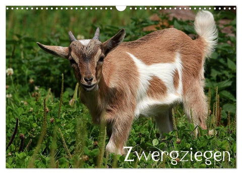 Zwergziegen (Wandkalender 2027 DIN A3 quer), CALVENDO Monatskalender