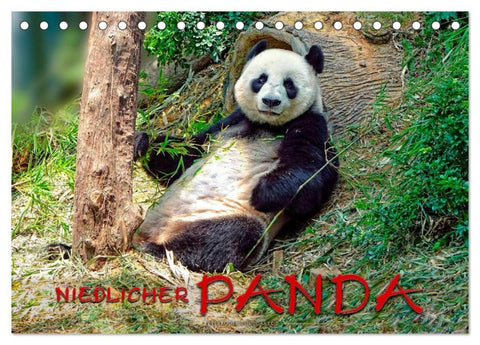 Niedlicher Panda (Tischkalender 2027 DIN A5 quer), CALVENDO Monatskalender