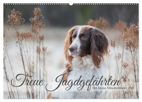 Treue Jagdgefährten Der kleine Münsterländer (Wandkalender 2027 DIN A2 quer), CALVENDO Monatskalender