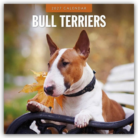 Bull Terriers – Bullterrier 2027 – 16-Monatskalender