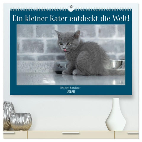 Ein kleiner Kater entdeckt die Welt! (hochwertiger Premium Wandkalender 2026 DIN A2 quer), Kunstdruck in Hochglanz