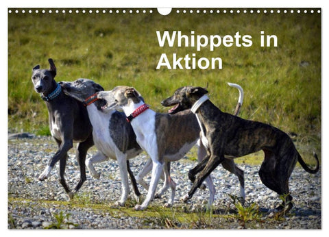 Whippets in Aktion (Wandkalender 2026 DIN A3 quer), CALVENDO Monatskalender