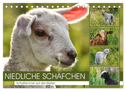 Niedliche Schäfchen (Tischkalender 2027 DIN A5 quer), CALVENDO Monatskalender