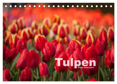 Tulpen (Tischkalender 2027 DIN A5 quer), CALVENDO Monatskalender