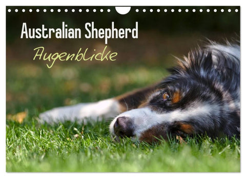 Australian Shepherd - Augenblicke (Wandkalender 2026 DIN A4 quer), CALVENDO Monatskalender