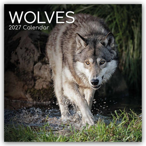 Wolves – Wölfe 2027 – 16-Monatskalender