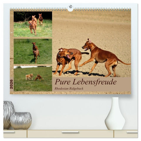 Rhodesian Ridgeback, Pure Lebensfreude (hochwertiger Premium Wandkalender 2026 DIN A2 quer), Kunstdruck in Hochglanz
