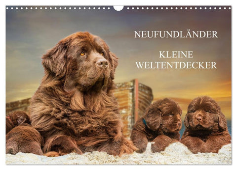 Neufundländer - Kleine Weltentdecker (Wandkalender 2027 DIN A3 quer), CALVENDO Monatskalender