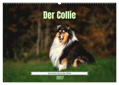 Der Collie der beste Hund der Welt (Wandkalender 2027 DIN A2 quer), CALVENDO Monatskalender