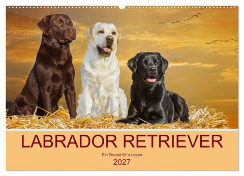 Labrador Retriever - Ein Freund für´s Leben (Wandkalender 2027 DIN A2 quer), CALVENDO Monatskalender