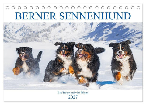Berner Sennenhund - Ein Traum auf vier Pfoten (Tischkalender 2027 DIN A5 quer), CALVENDO Monatskalender