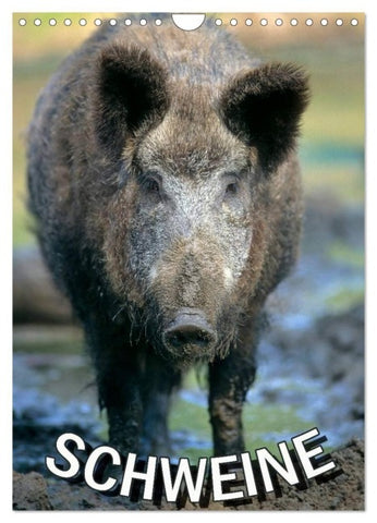 Schweine 2027 (Wandkalender 2027 DIN A4 hoch), CALVENDO Monatskalender